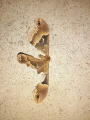 Callosamia promethea