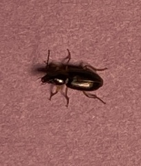 Stenolophus ochropezus