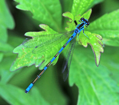 Coenagrion lanceolatum