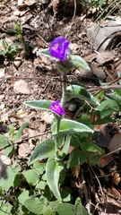 Tradescantia sillamontana
