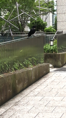 Corvus macrorhynchos