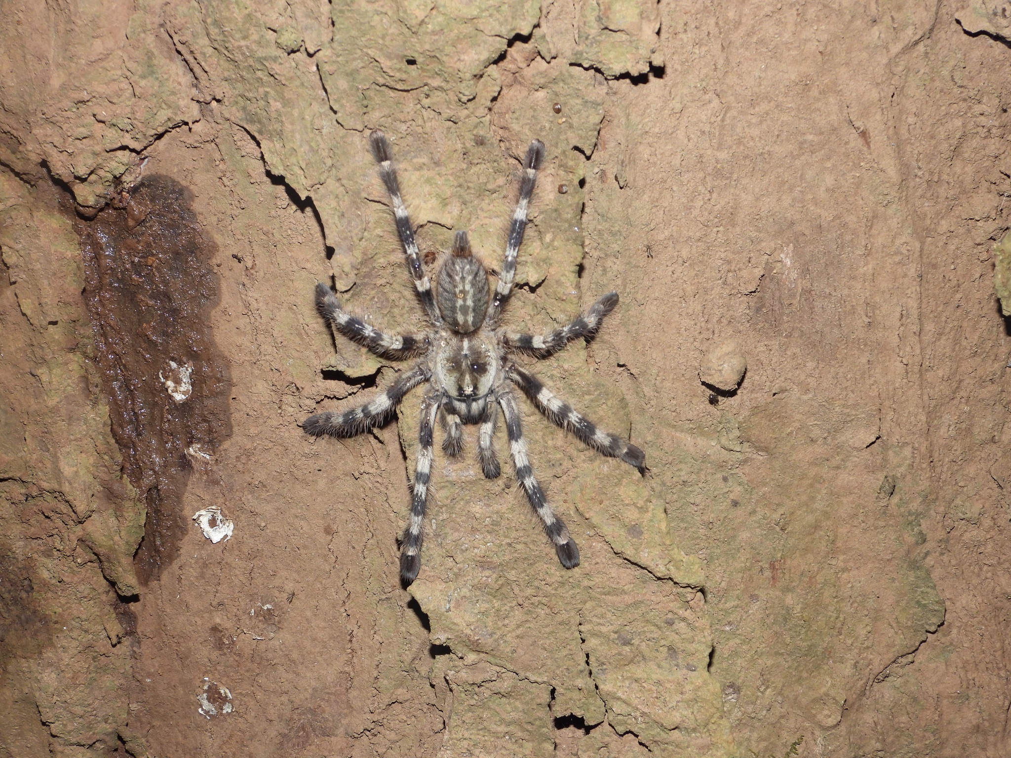 poecilotheria tigrinawesseli