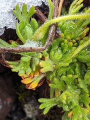 Saxifraga cespitosa