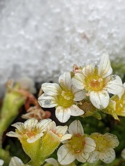 Saxifraga cespitosa