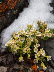 Saxifraga cespitosa