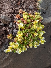Saxifraga cespitosa