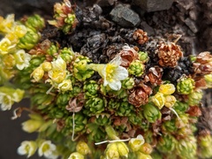 Saxifraga cespitosa