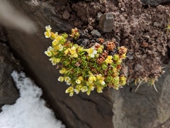 Saxifraga cespitosa