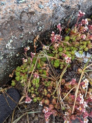 Saxifraga cespitosa