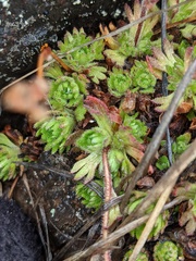 Saxifraga cespitosa