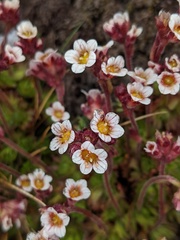 Saxifraga cespitosa