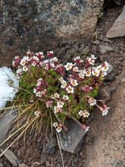 Saxifraga cespitosa