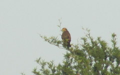 Spiziapteryx circumcincta