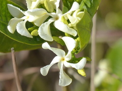 Tabernaemontana solanifolia