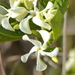 Tabernaemontana solanifolia - Photo (c) Carlos A S Correia, some rights reserved (CC BY-NC), uploaded by Carlos A S Correia
