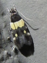 Triclonella determinatella