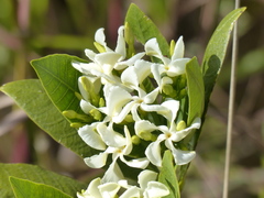 Tabernaemontana solanifolia