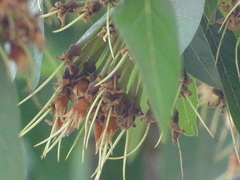 Madhuca longifolia