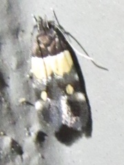 Triclonella determinatella