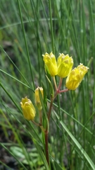 Asclepias pedicellata image