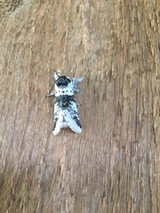 Furcula scolopendrina