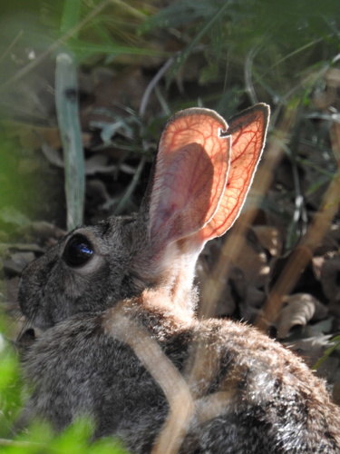 Holzner Cottontail photographed in New Mexico