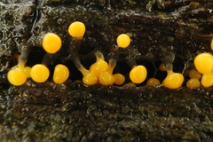 Physarum viride