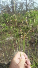 Fimbristylis castanea