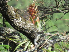 Tillandsia bourgaei