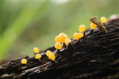 Physarum viride