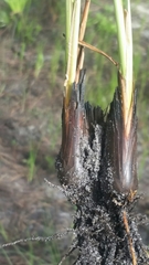 Fimbristylis castanea