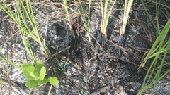 Fimbristylis castanea