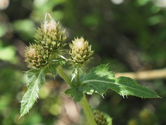 Cirsium centaureae