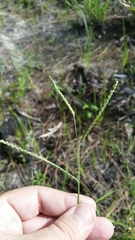 Paspalum laeve