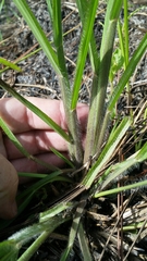 Paspalum laeve