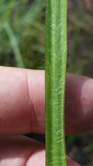 Paspalum laeve