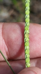 Paspalum laeve