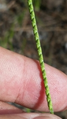 Paspalum laeve