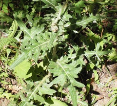 Cirsium centaureae