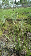 Paspalum laeve