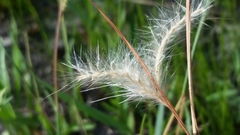 Andropogon longiberbis