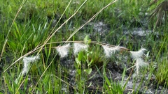 Andropogon longiberbis