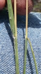 Andropogon longiberbis