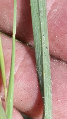 Andropogon longiberbis