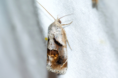 Tarache terminimaculata