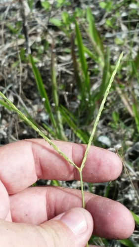 Image of Big Carpetgrass (Axonopus furcatus) by (c) Jay Horn, some rights reserved (CC BY)