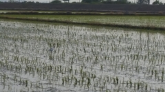 Bubulcus ibis coromandus