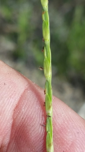 Image of Big Carpetgrass (Axonopus furcatus) by (c) Jay Horn, some rights reserved (CC BY)