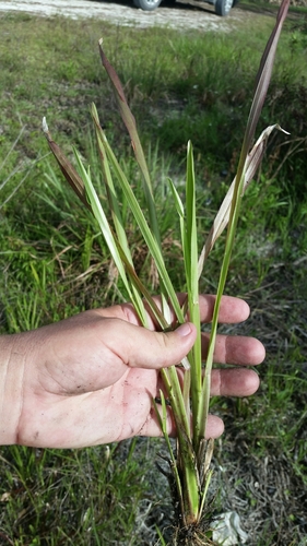 Image of Big Carpetgrass (Axonopus furcatus) by (c) Jay Horn, some rights reserved (CC BY)