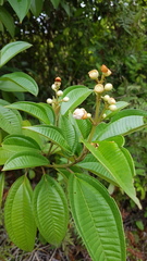 Miconia subhirsuta